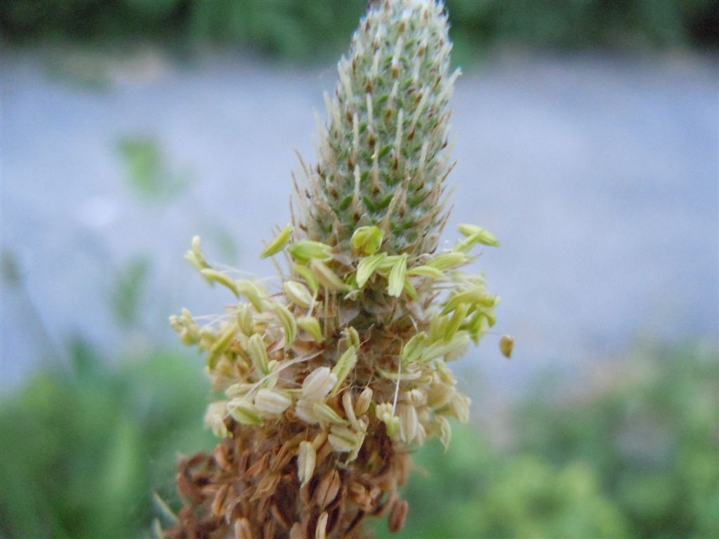 Plantago lanceolata / Piantaggine lanciuola